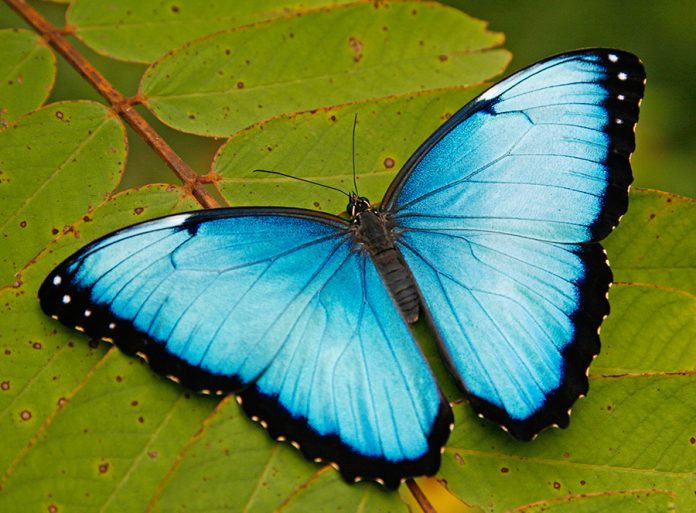 otanche-mariposario-149