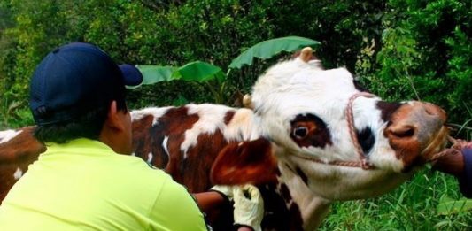 Nuevo ciclo de vacunación contra fiebre aftosa y brucelosis bovina en Tunja