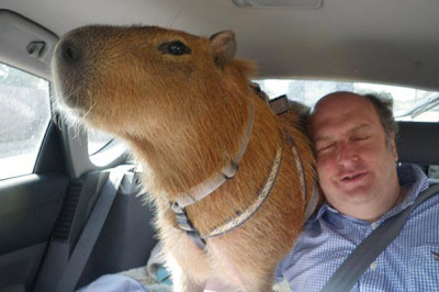 chiguiro-2-400x266