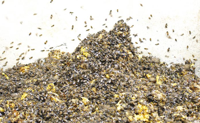 abejas-Apicultura-San-Mateo-12