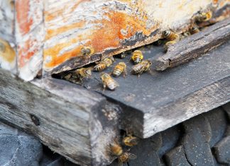 ¡2018 debe ser el año de las abejas!