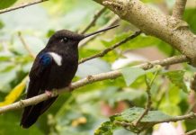 En Gachantivá se puede observar el hermoso colibrí Inca Negro