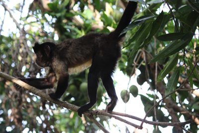 monos