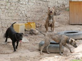 Así puede denunciar maltrato animal en Tunja