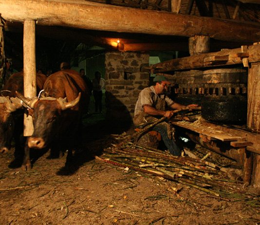 Pachavita expondrá su riqueza agropecuaria
