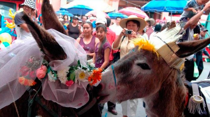 burros-moniquira