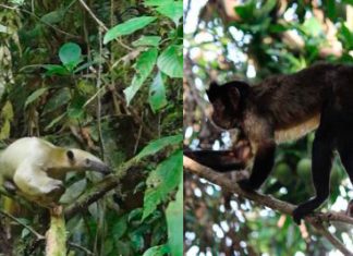 Boyacá biodiversa y amigable con el medio ambiente