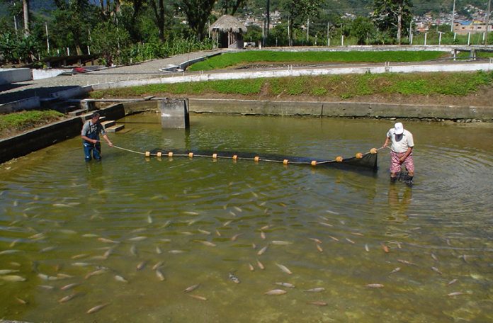 pesca