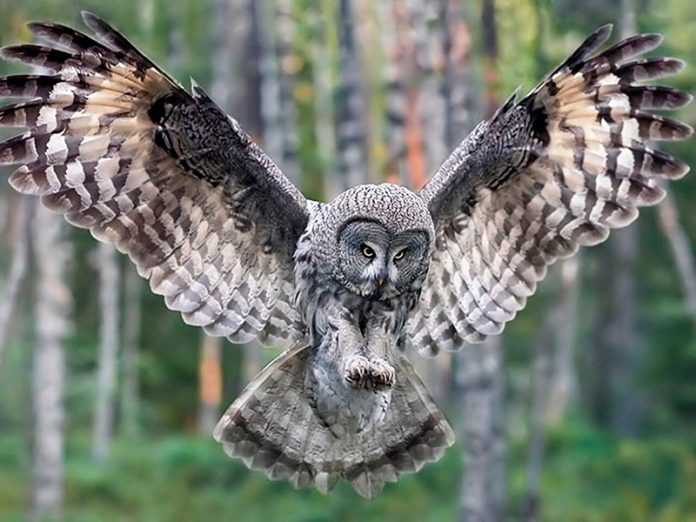 buho