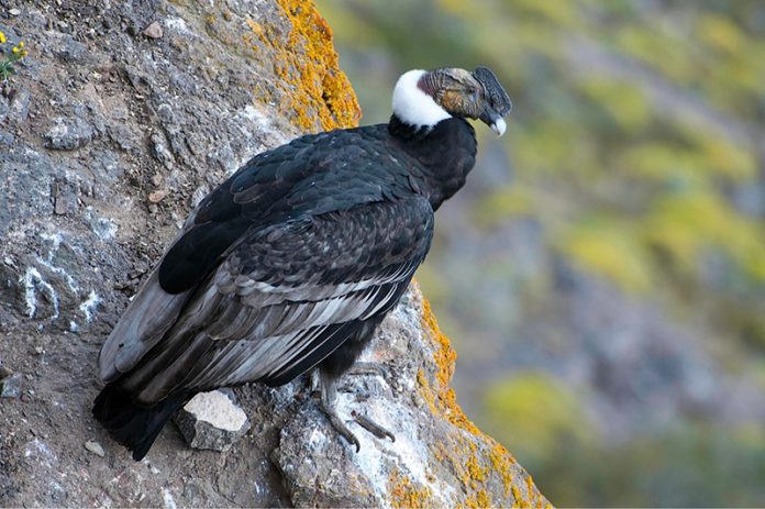 condor
