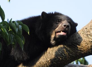 Oso Andino se toma el suroriente boyacense