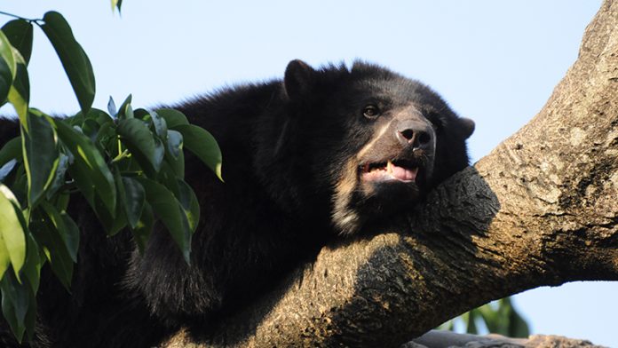 oso-andino-eldiario