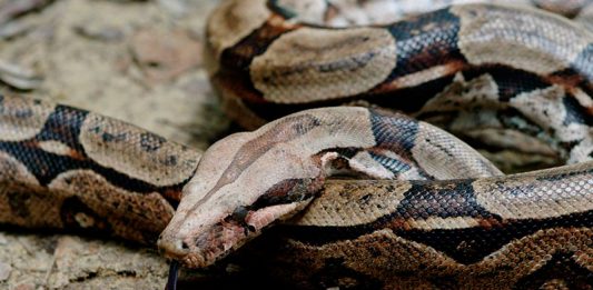 Boyacenses comprometidos con la fauna silvestre