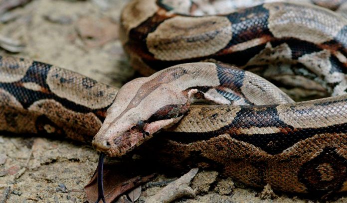 boa-constrictor