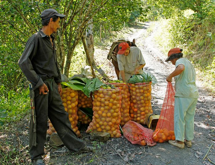 Naranjas-1-pauna-campo