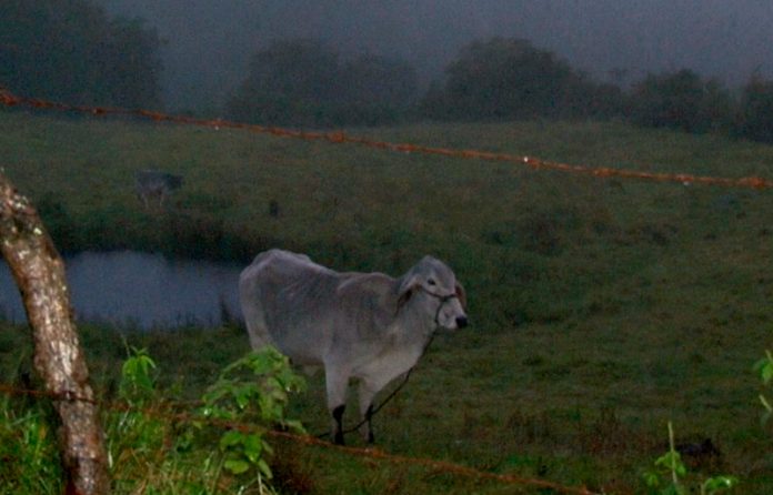 vacas1