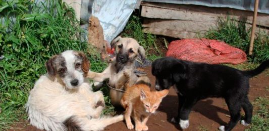 Cerca de 3.000 perros callejeros en Tunja