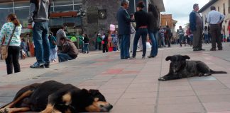 Emprendedores tunjanos tienen en sus manos solución a problemática de perros callejeros