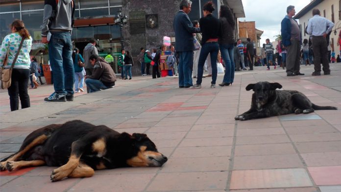 Perros1