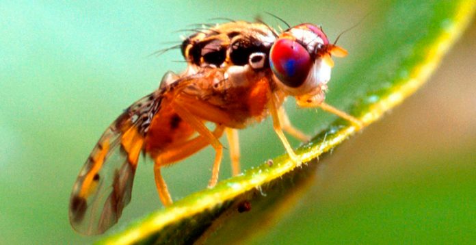 Mosca-del-mediterráneo