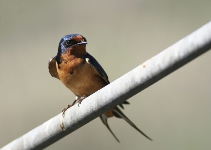 Barn-Swallow-by-iStock-1024x728