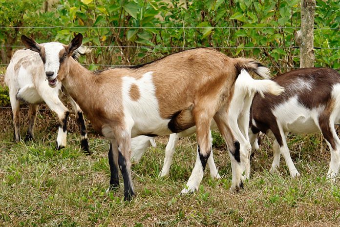 cabras_007