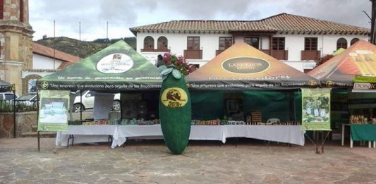 Tibasosa extiende la alfombra verde para celebración del XXXI Festival de la Feijoa