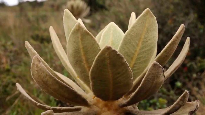 frailejon