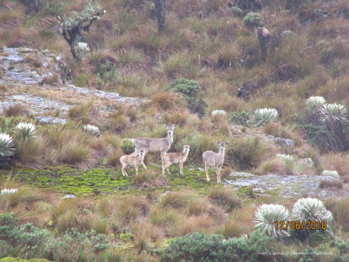 venado cola blanca