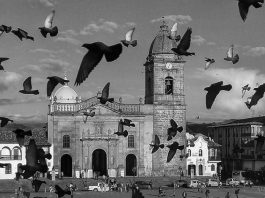 Palomas de la Plaza de Bolívar serán reubicadas