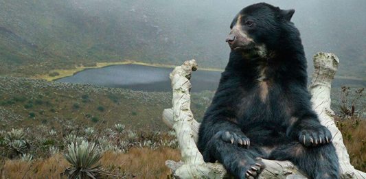 Corporaciones unidas por la conservación del Oso Andino