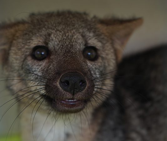Páramo de Mamapacha da hogar a especies silvestres rehabilitadas