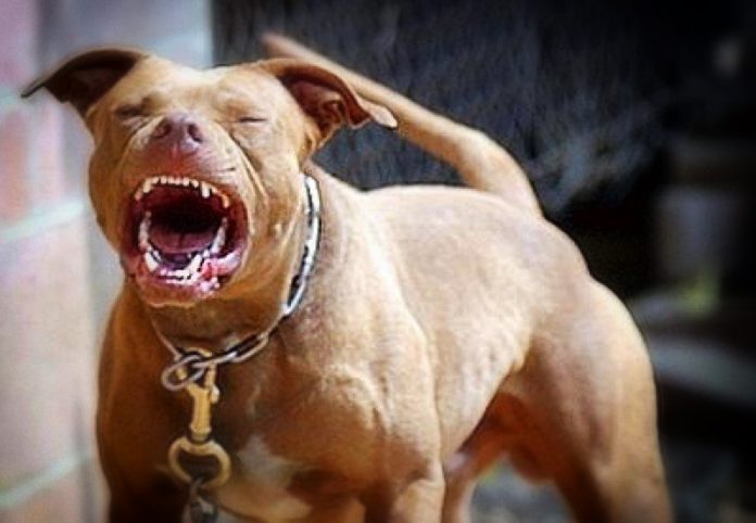 Pitbull