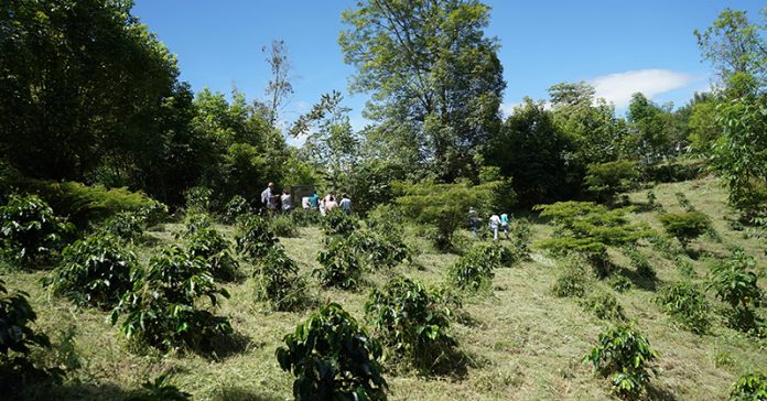 guayata-corpo