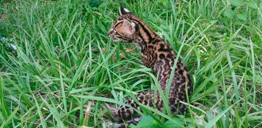 Rescatan cría de ocelote en Puerto Boyacá
