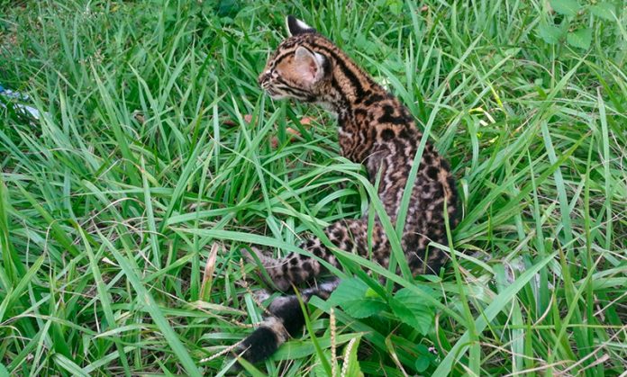 ocelote