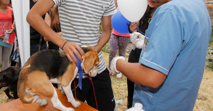 perro-vacuna-esterilizaciion-eldiario