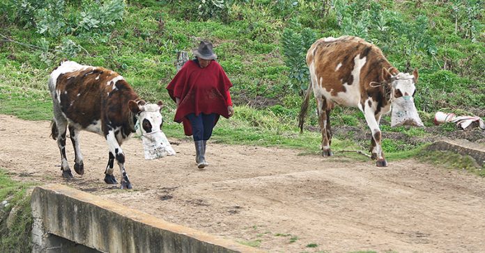 vacas-