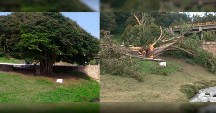 arbol-puente-boyaca