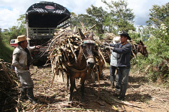 Togüi-204-burro-asno-mula-carga-caña-panela