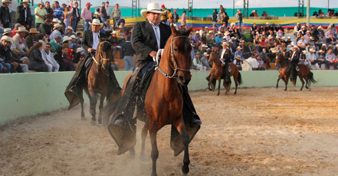 caballo-equino