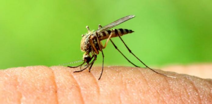 chikungunya - mosquito - zancudoTIMES