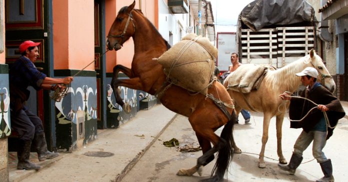 caballo-pesca