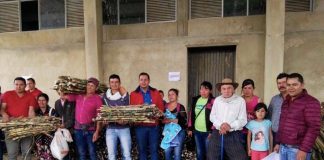 Producción de caña panelera sigue fortaleciéndose en Sutatenza