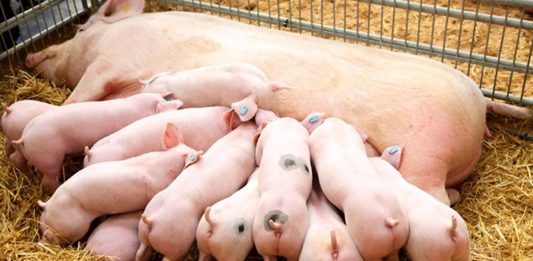Cantidad de cerdos en Tibaná casi que triplica la de habitantes, las quejas continúan