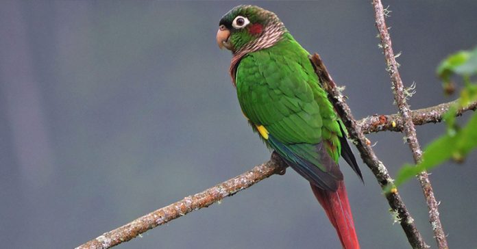 ave-pajaro