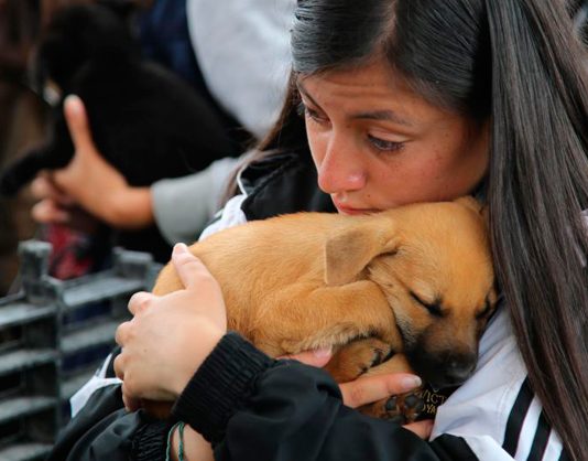 Con éxito terminó XVI Festival Canino y Felino de Tunja