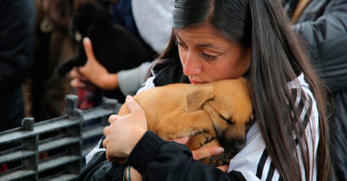 perro-mascota-