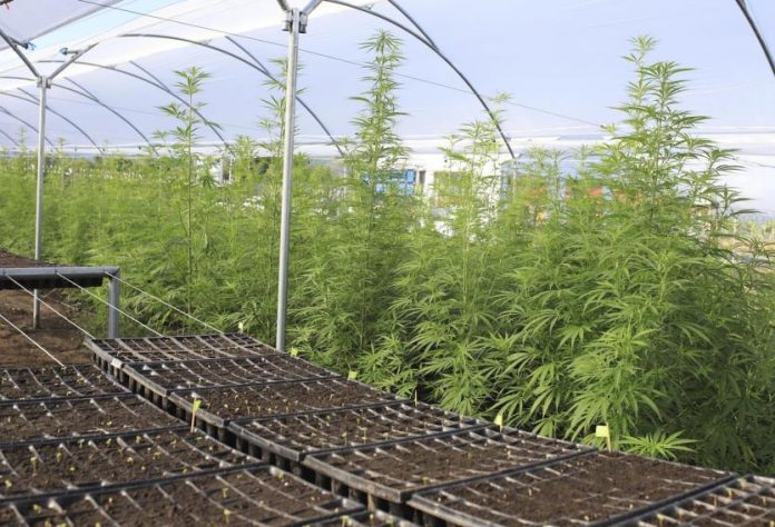 Cannabis plantación marihuana