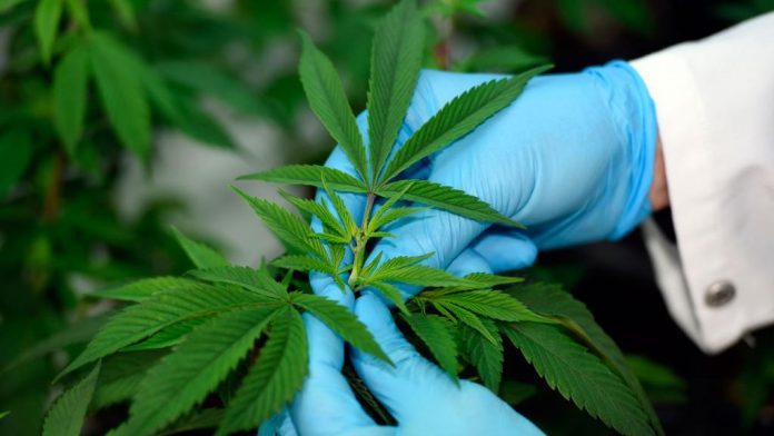 Marihuana planta